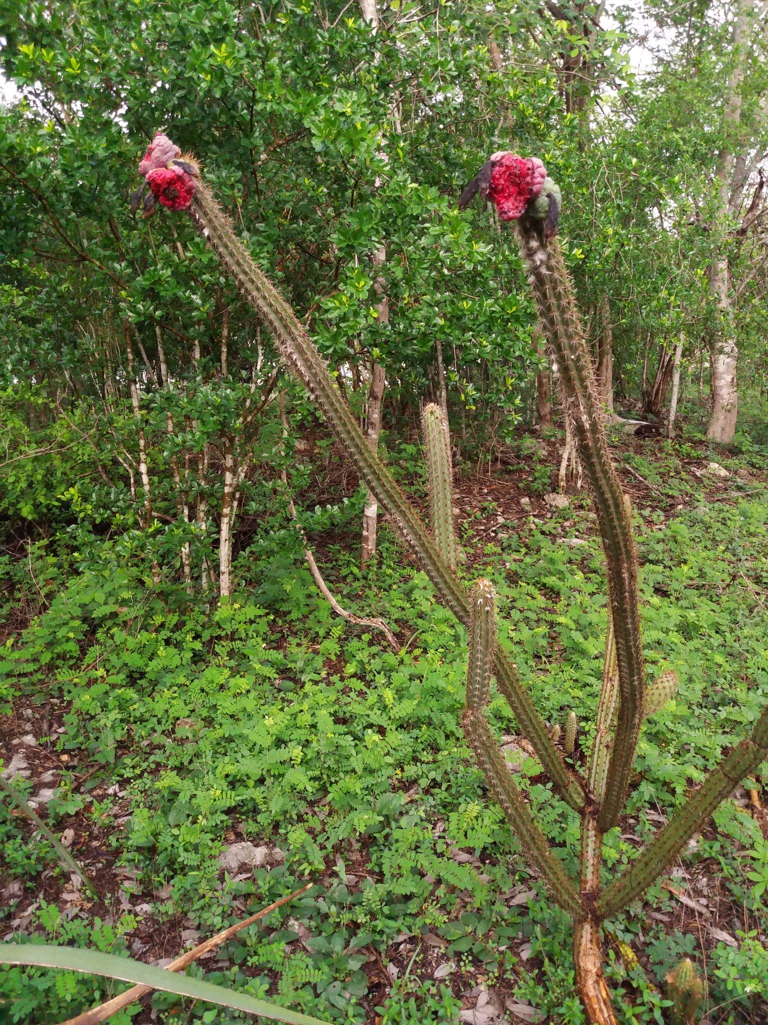 Pilosocereus gaumeri